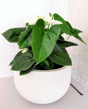 Rustic Round Japi Planter 3 Sizes - Lighting.co.za