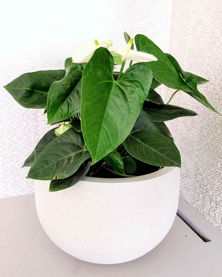 Rustic Round Japi Planter 3 Sizes - Lighting.co.za