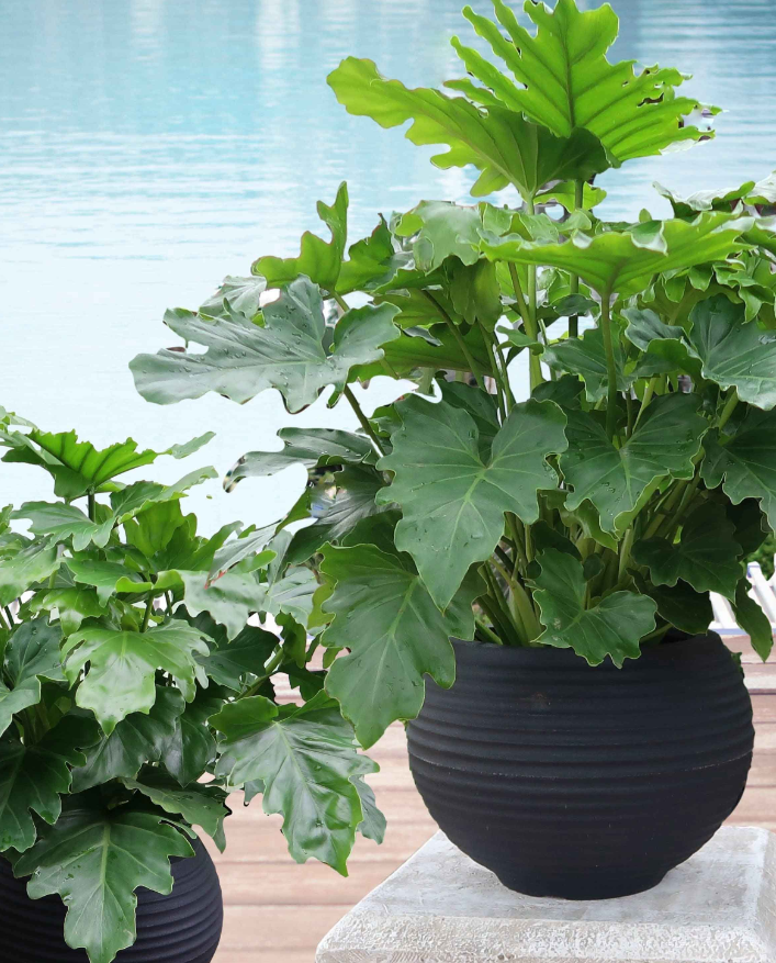 Lattice Japi Bowl Planter 3 Sizes - Lighting.co.za