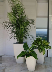 Innovare Maggiore Japi Planter 3 Sizes - Lighting.co.za